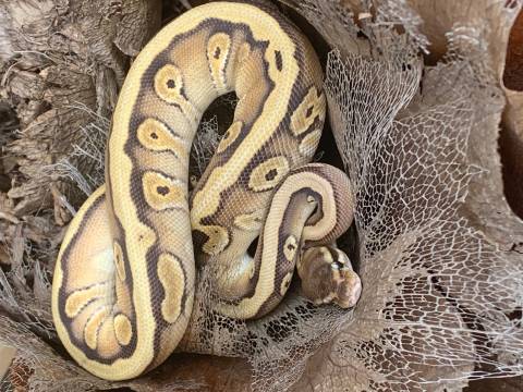 Baby Mojave Sucker Ball Pythons