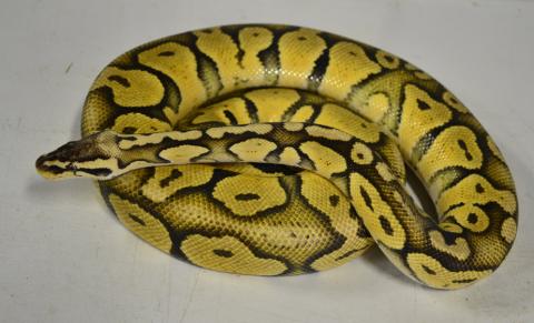 Sub Adult Super Pastel Ball Pythons