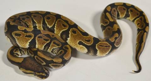 Small Ball Pythons 100% het for Clown