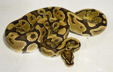 Sub Adult Fire Granite Ball Pythons