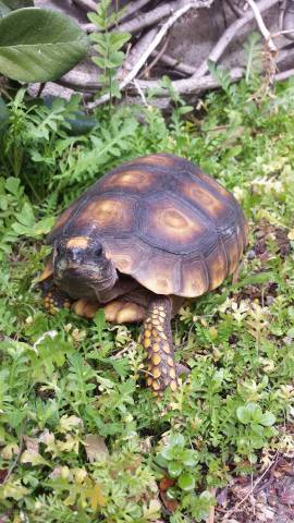Small Peruvian Yellow Foot Tortoises