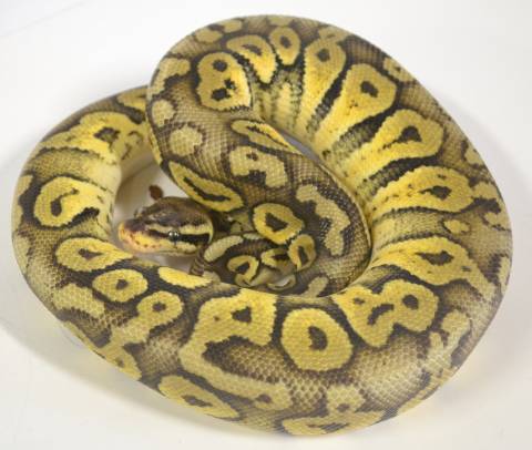 Medium Super Pastel Ball Pythons