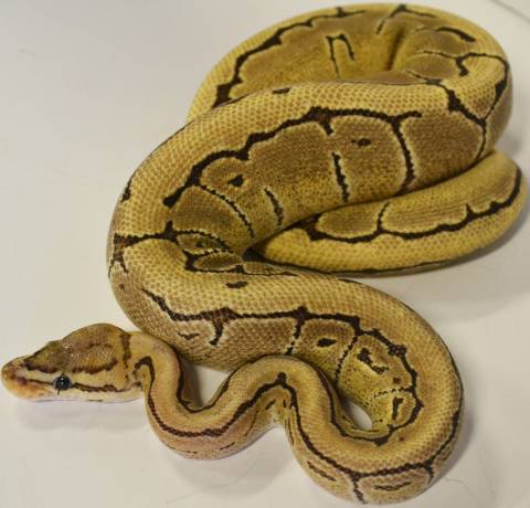 Small Fire Pinstripe Ball Pythons