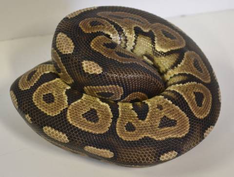 Medium Cinnamon Ball Pythons