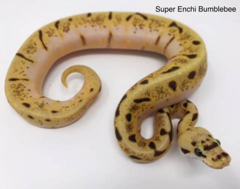 Baby Super Enchi Bumblebee Ball Pythons