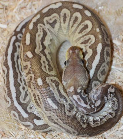Baby Butter Green Pastel Ball Pythons