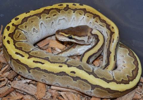 Baby Butter Pinstripe Ball Pythons