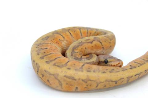 Baby Lemonblast Ghost Ball Pythons