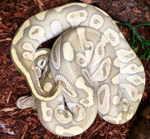 Adult Butter Ghost Ball Pythons