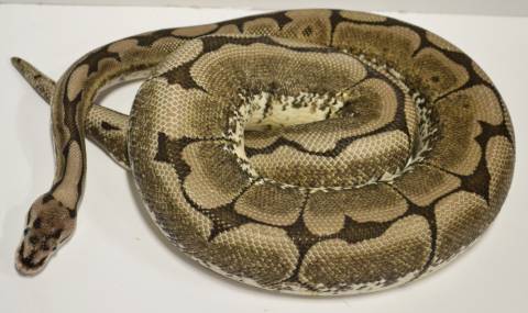 Adult Axanthic Spider Ball Pythons