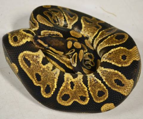 Small Calico Ball Pythons