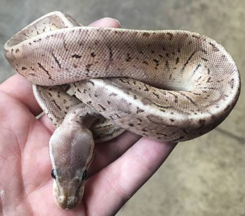 Baby Black Pewter Blast Ball Pythons