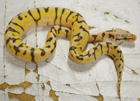 Baby Killer Bee Ball Pythons