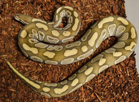 Adult Lesser Ball Pythons