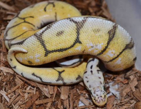 Baby Vanilla Killer Bee Ball Pythons