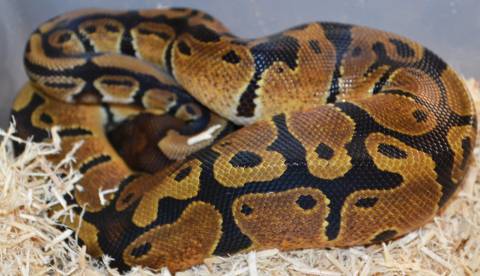 Small Enchi Ball Pythons 100% Het for Piebald