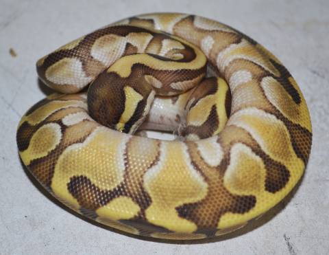 Baby Enchi Lesser Ball Pythons