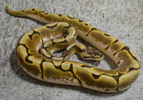 Small Spider Ball Pythons