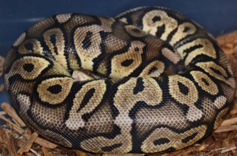 Large Granite Enchi Ball Pythons