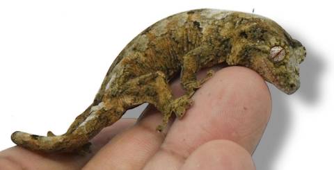 Baby Mossy Prehensile Tailed Geckos (chahoua)