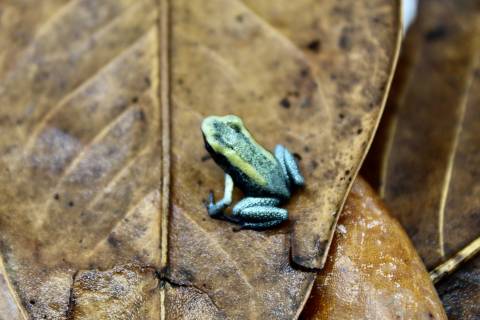 Mint Terrible Dart Frogs
