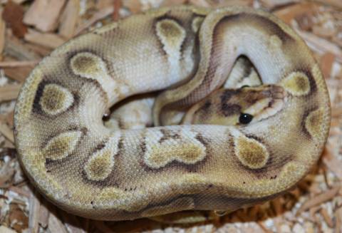 Small Enchi Champagne Ball Pythons