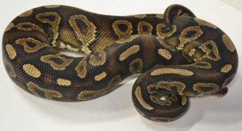 Sub Adult Black Pastel Yellow Belly Ball Pythons