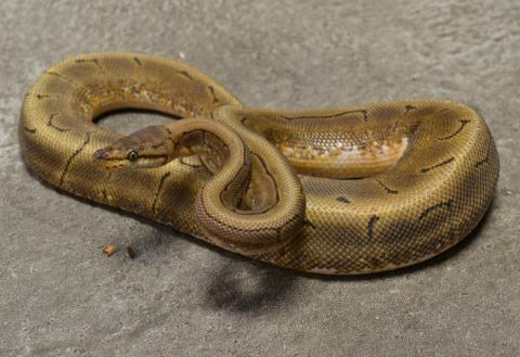 Adult Spinner Ball Pythons