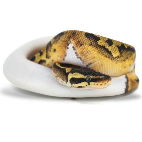 Baby Pastel Piebald Ball Pythons