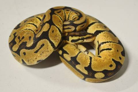 Sub Adult Spector Pastel Ball Pythons