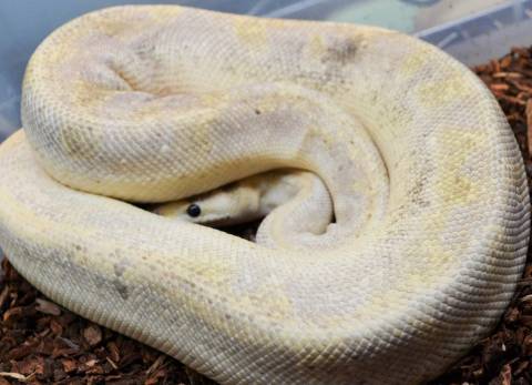 Adult Citrus Champagne Ball Pythons