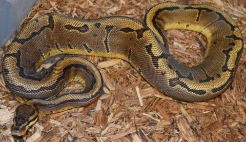 Sub Adult Sable Pinstripe Ball Pythons