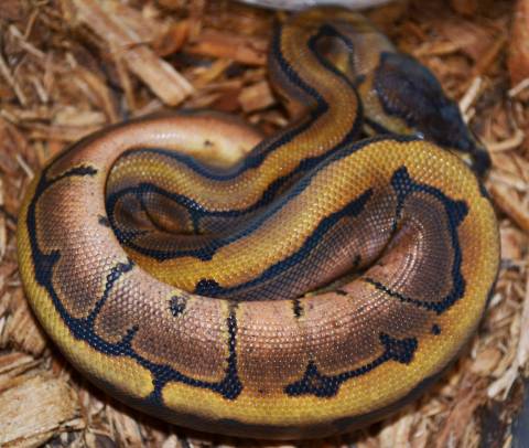 Baby Calico Pinstripe Ball Pythons