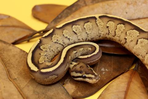 Baby Super Stripe Ball Pythons