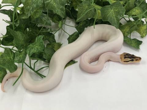 Baby Spied Ball Pythons 