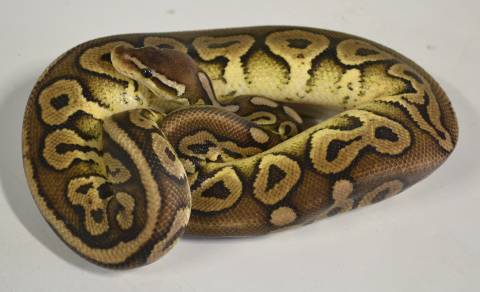 Adult Pewter Ball Pythons