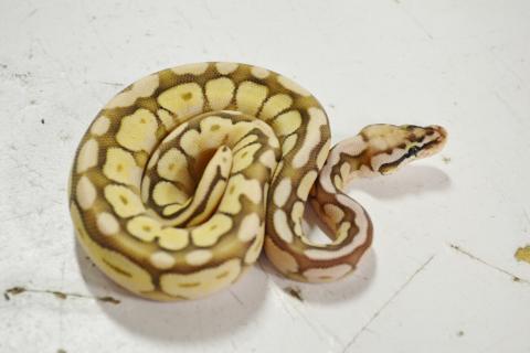 Baby Queen Bee Ball Pythons