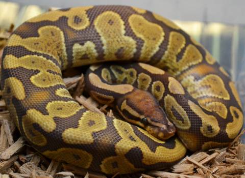 Baby Caramel Ball Pythons