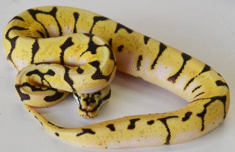 Baby Enchi Bumblebee Ball Pythons