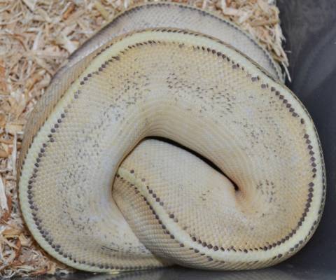 Small Puma Ball Pythons