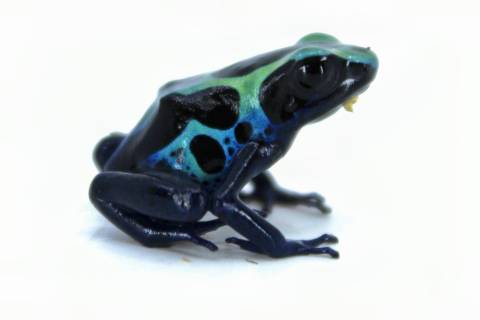 Sipaliwini Tinc Dart Frogs
