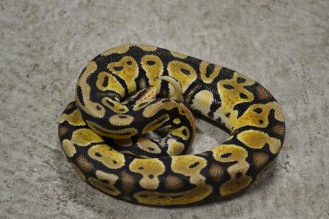 Small Pastel Ball Pythons