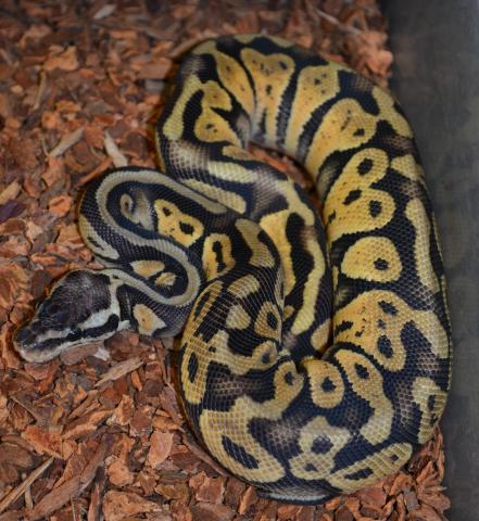 Small Super Pastel Ball Pythons