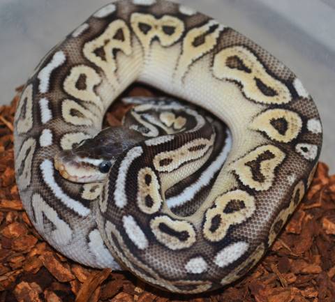 Baby Pewter Mojave Ball Pythons