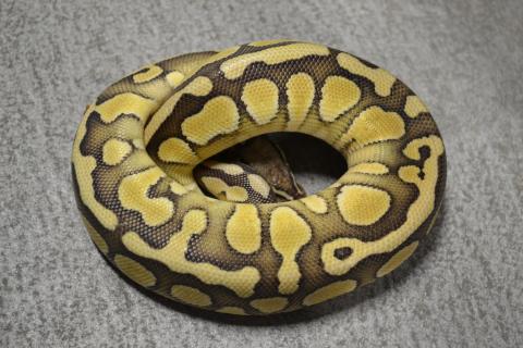 Small Lesser Ball Pythons