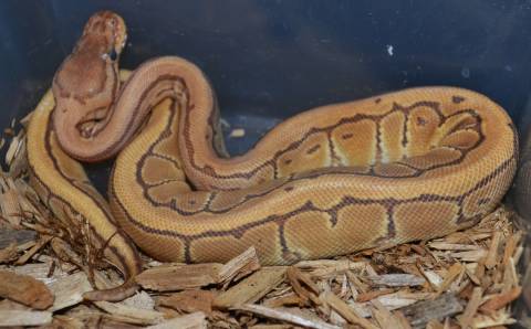 Baby Caramel Pinstripe Ball Pythons