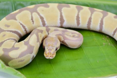 Baby Candy Ball Pythons