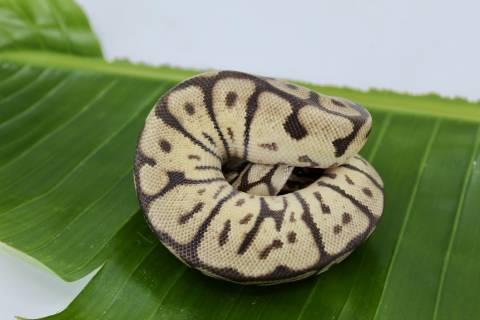 Medium Leopard Bumblebee Ball Pythons