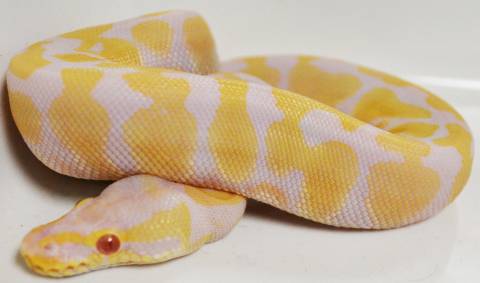 Baby Male Albino Pastel Ball Pythons