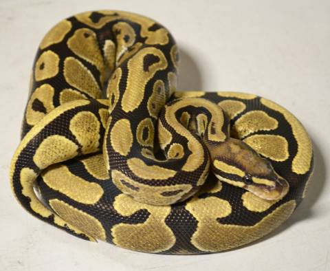 Large Vanilla Ball Pythons